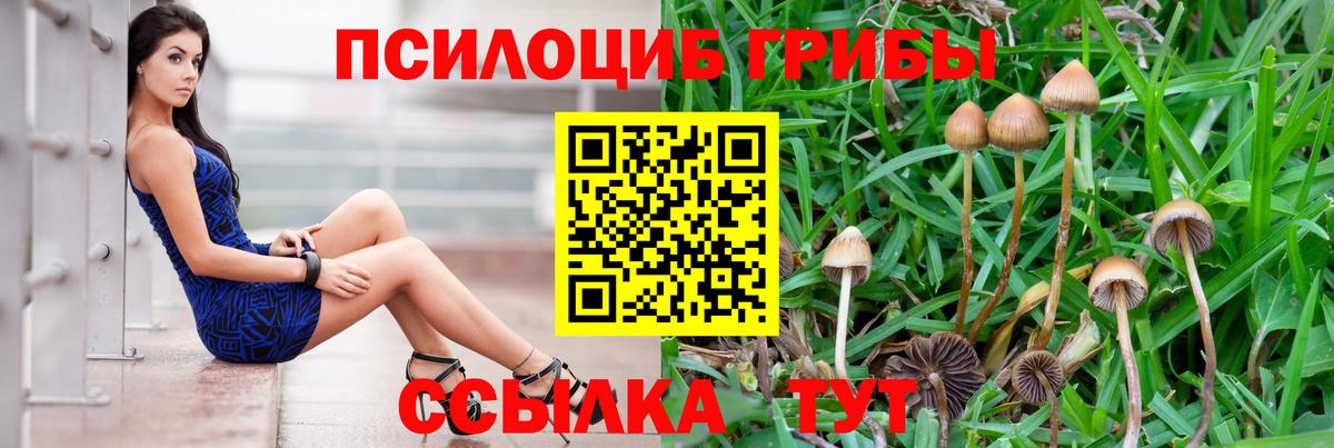 Нефтекумск  Псилоцибиновые грибы Cubensis  Вход с VPN 